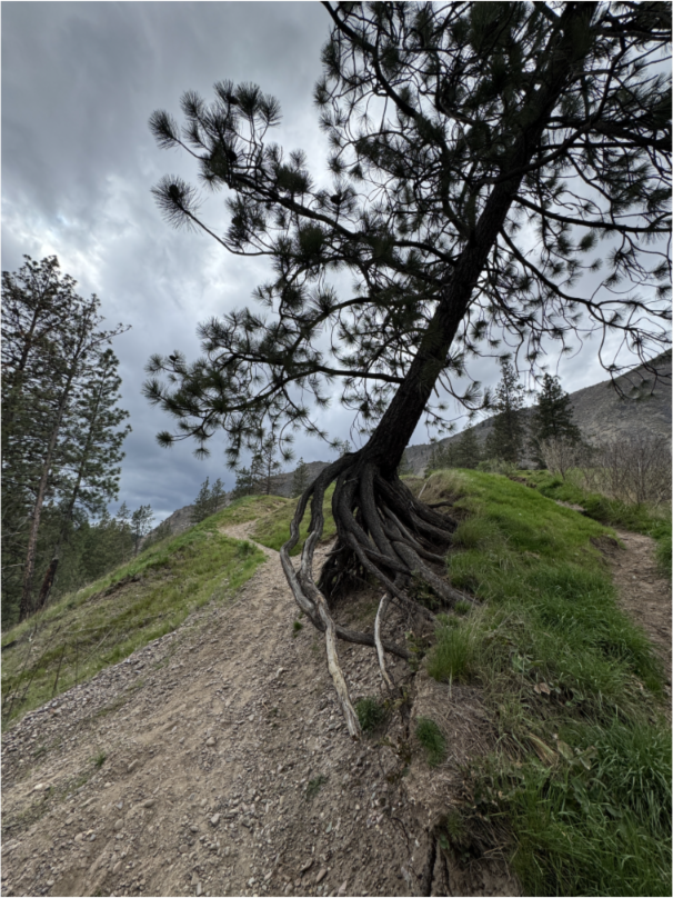 A small pine tree, bent and exposed from the elements